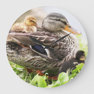 Weibliche Mallard, umgeben von Ducklings Große Wanduhr