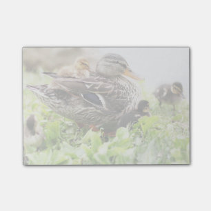 Weibliche Mallard, umgeben von Ducklings Post-it Klebezettel
