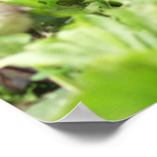 Weibliche Mallard, umgeben von Ducklings Poster (Ecke)