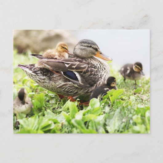 Weibliche Mallard, umgeben von Ducklings Postkarte (Vorderseite)