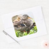 Weibliche Mallard, umgeben von Ducklings Quadratischer Aufkleber (Umschlag)