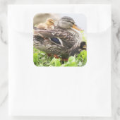 Weibliche Mallard, umgeben von Ducklings Quadratischer Aufkleber (Tasche)