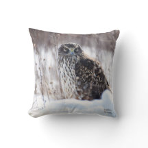 Weibliche Nördliche Harrier