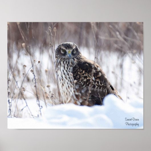 Weibliche Northern Harrier Poster (Vorne)