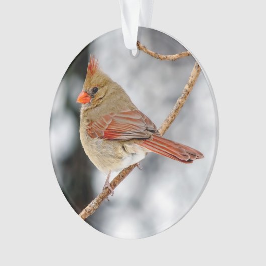 Weibliche Ornamente aus dem nördlichen Kardinal (Vorderseite)