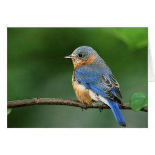 Weibliche Östliche Blaudrossel, Sialia sialis