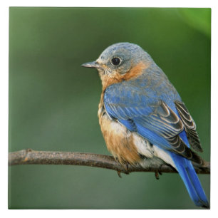 Weibliche Östliche Blaudrossel, Sialia sialis Fliese