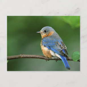 Weibliche Östliche Blaudrossel, Sialia sialis Postkarte