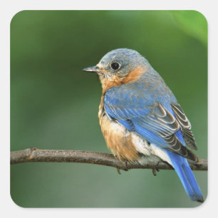 Weibliche Östliche Blaukehl-Hüttensänger, Sialia s Quadratischer Aufkleber