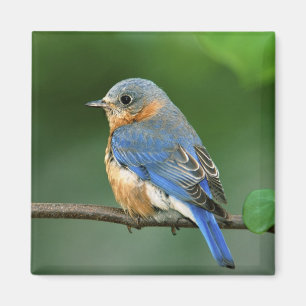 Weibliche Östliche Blauschwalbe, Sialia sialis Magnet