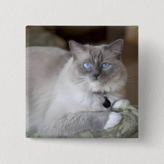Weibliche Ragdoll-Katze Button (Vorderseite)
