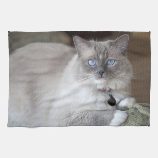 Weibliche Ragdoll-Katze Geschirrtuch (Horizontal)