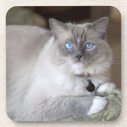 Weibliche Ragdoll-Katze Getränkeuntersetzer (Vorderseite)