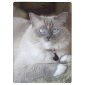 Weibliche Ragdoll-Katze Klemmbrett (Rückseite)