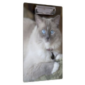 Weibliche Ragdoll-Katze Klemmbrett (Rechts)