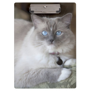 Weibliche Ragdoll-Katze Klemmbrett