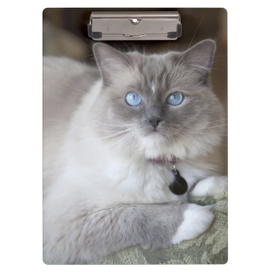 Weibliche Ragdoll-Katze Klemmbrett (Vorderseite)