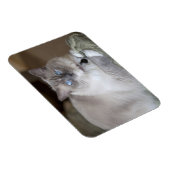 Weibliche Ragdoll-Katze Magnet (Rechte Seite)