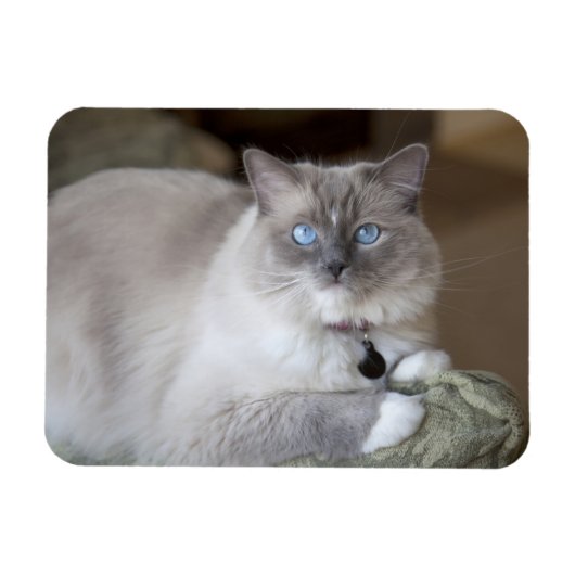 Weibliche Ragdoll-Katze Magnet (Horizontal)