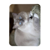 Weibliche Ragdoll-Katze Magnet (Vertikal)