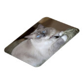 Weibliche Ragdoll-Katze Magnet (Linke Seite)