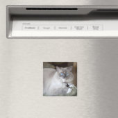 Weibliche Ragdoll-Katze Magnet (In Situ (Geschirrspüler))