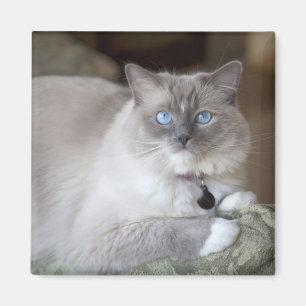 Weibliche Ragdoll-Katze Magnet