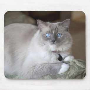 Weibliche Ragdoll-Katze Mousepad