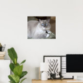 Weibliche Ragdoll-Katze Poster (Heimbüro)