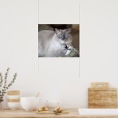 Weibliche Ragdoll-Katze Poster (Küche)
