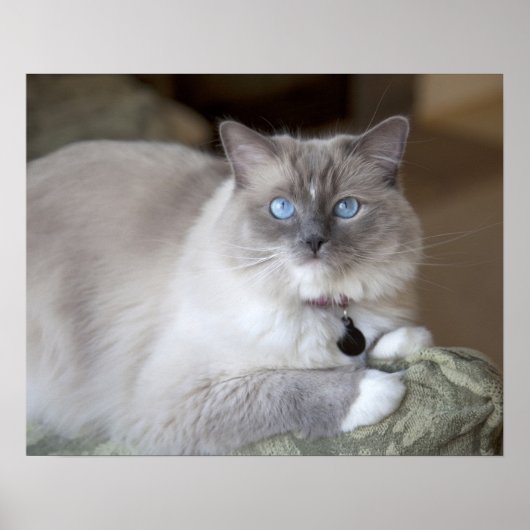 Weibliche Ragdoll-Katze Poster (Vorne)