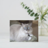 Weibliche Ragdoll-Katze Postkarte (Stehend Vorderseite)