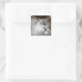 Weibliche Ragdoll-Katze Quadratischer Aufkleber (Tasche)