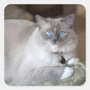 Weibliche Ragdoll-Katze Quadratischer Aufkleber