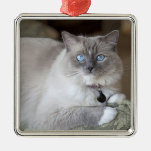 Weibliche Ragdoll-Katze Silbernes Ornament