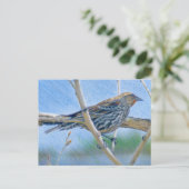 Weibliche Redwing Blackbird Postkarte (Stehend Vorderseite)