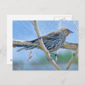 Weibliche Redwing Blackbird Postkarte (Vorne/Hinten)
