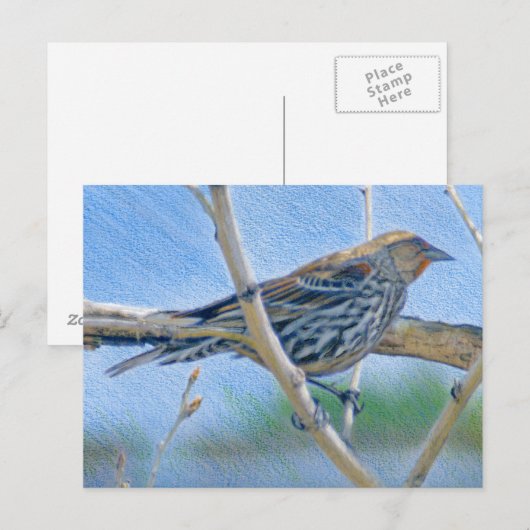 Weibliche Redwing Blackbird Postkarte (Vorne/Hinten)