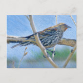 Weibliche Redwing Blackbird Postkarte (Vorderseite)