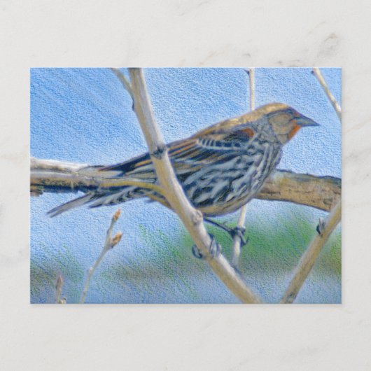 Weibliche Redwing Blackbird Postkarte (Vorderseite)