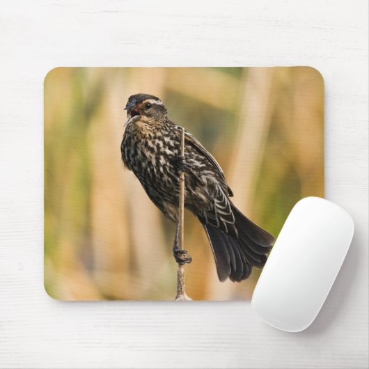Weibliche rotgeflügelte Amsel Mousepad (Mit Mouse)