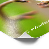 Weibliche Rufous Hummingbird auf dem Pflaumenbaum Fotodruck (Ecke)