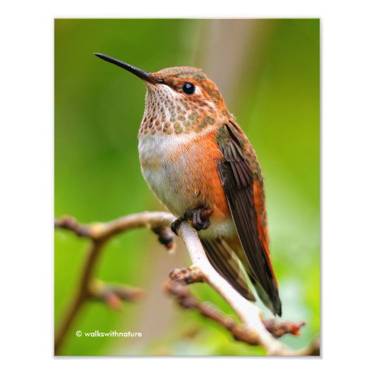Weibliche Rufous Hummingbird auf dem Pflaumenbaum Fotodruck (Vorne)