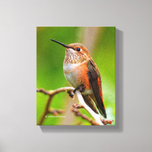 Weibliche Rufous Hummingbird auf dem Pflaumenbaum Leinwanddruck