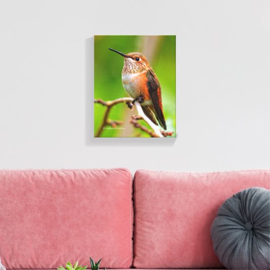 Weibliche Rufous Hummingbird auf dem Pflaumenbaum Leinwanddruck (Insitu (Wohnzimmer))