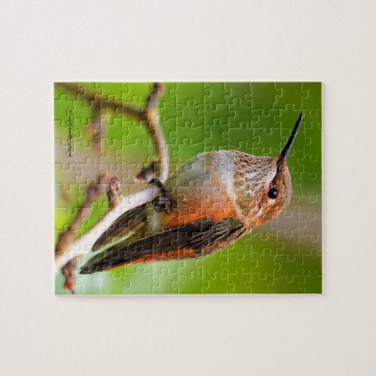 Weibliche Rufous Hummingbird auf dem Pflaumenbaum Puzzle (Horizontal)