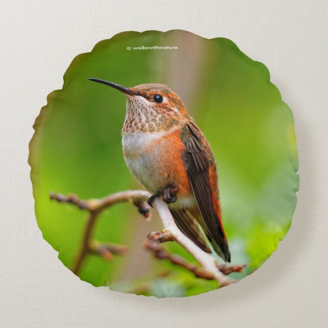 Weibliche Rufous Hummingbird auf dem Pflaumenbaum Rundes Kissen (Vorderseite)