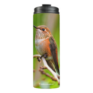 Weibliche Rufous Hummingbird auf dem Pflaumenbaum Thermosbecher