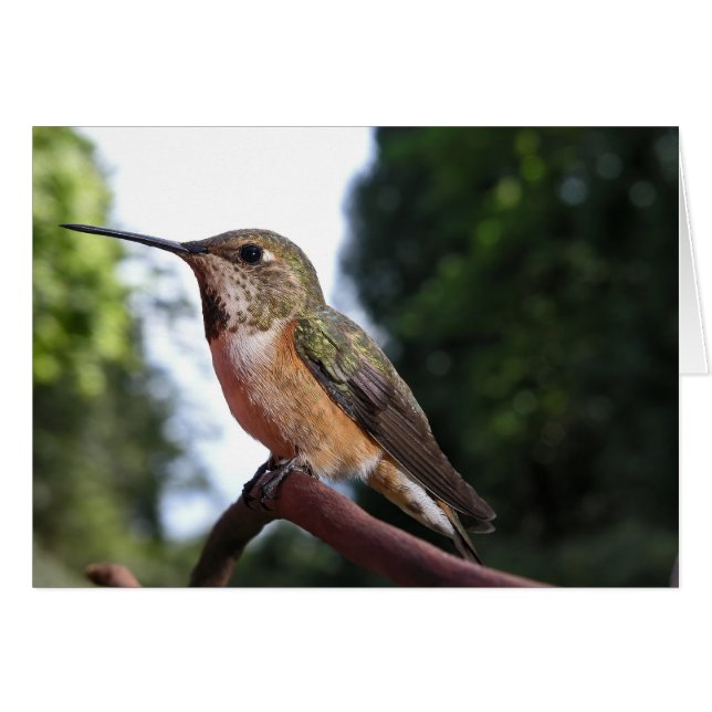 Weibliche Rufous Hummingbird - Karten (Vorderseite (Horizontal))