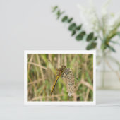 Weibliche schwarze Darter Dragonfly Postkarte (Stehend Vorderseite)